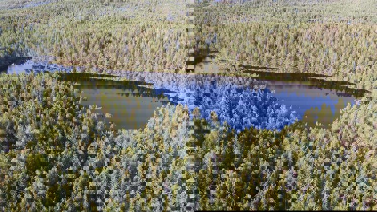 flygfoto över skog och sjö