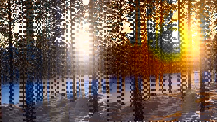 vinterskog i skymning