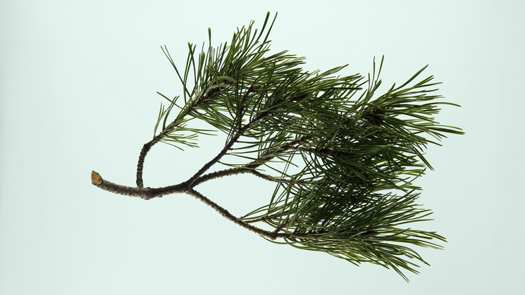 tallkvist på grön bakgrund