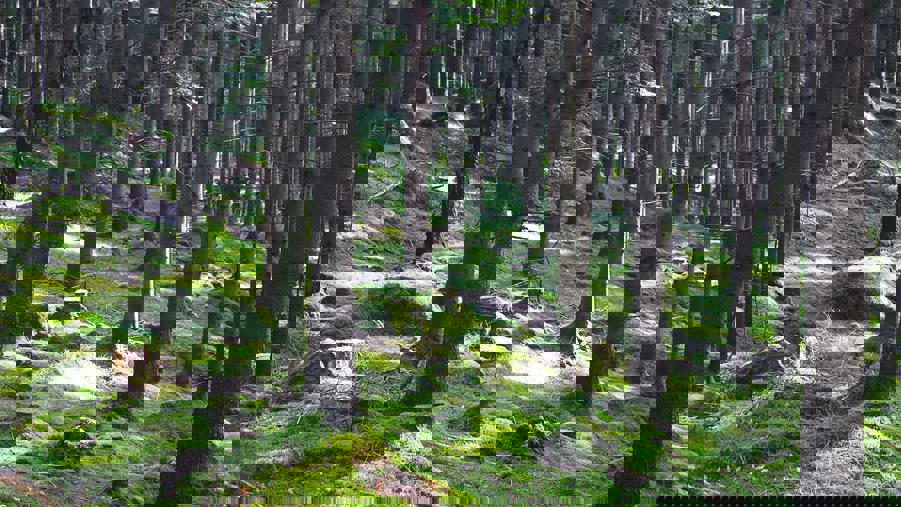 skog som står i backe med mossa på marken