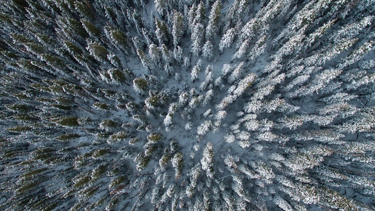 Skog och snö